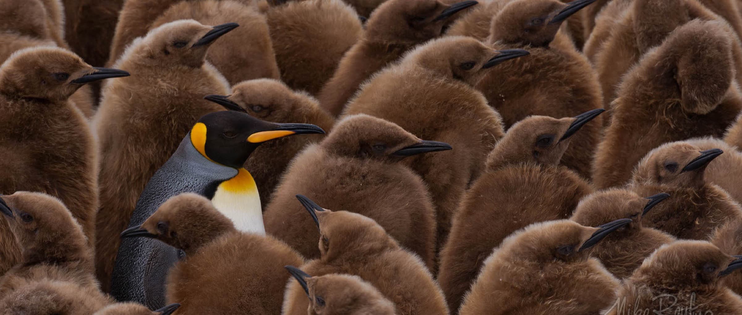 Un manchot royal adulte se distinguant au milieu d’une foule de poussins bruns.
